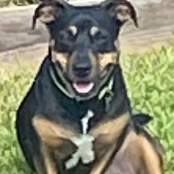 Meet your Posher, Radha - Picture 1 of 1